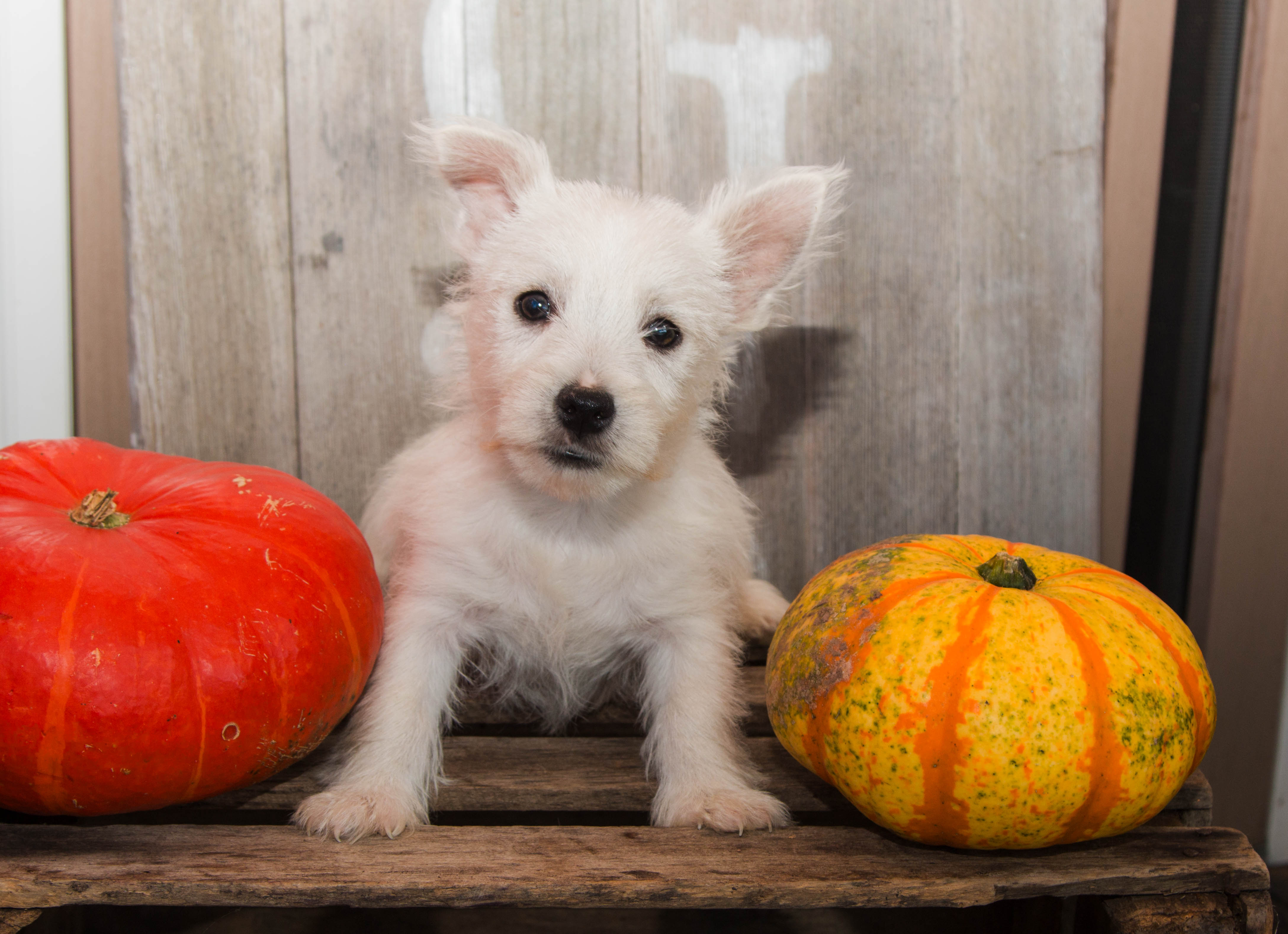 puppy, for, sale, West Highland White Terrier, Amos B. King, dog, breeder, Romney, WV, dog-breeder, puppy-for-sale, forsale, nearby, find, puppyfind, locator, puppylocator, aca